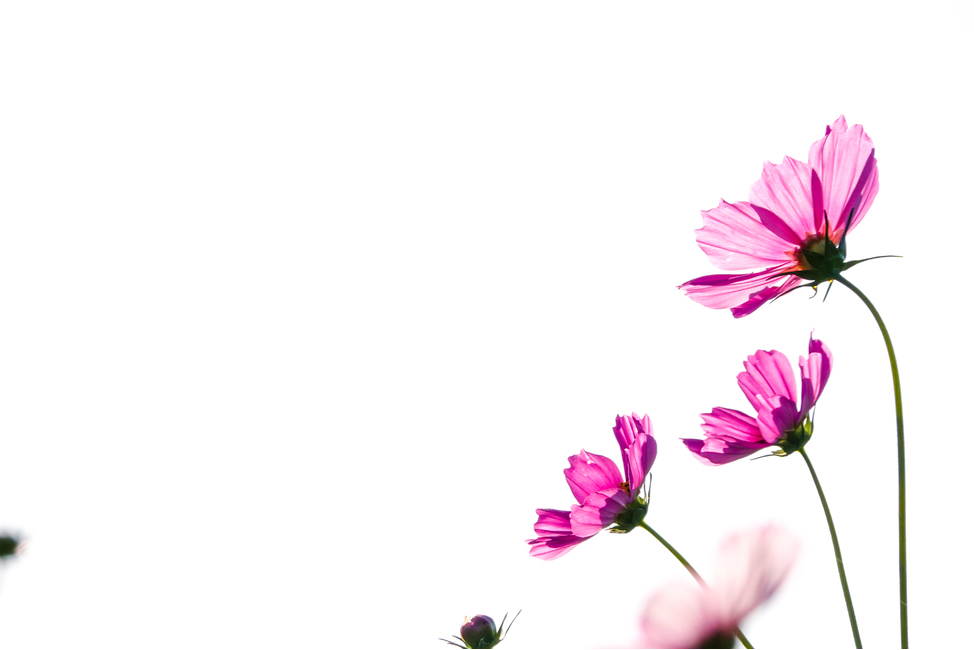 plant,식물,꽃,꽃밭,코스모스,여름