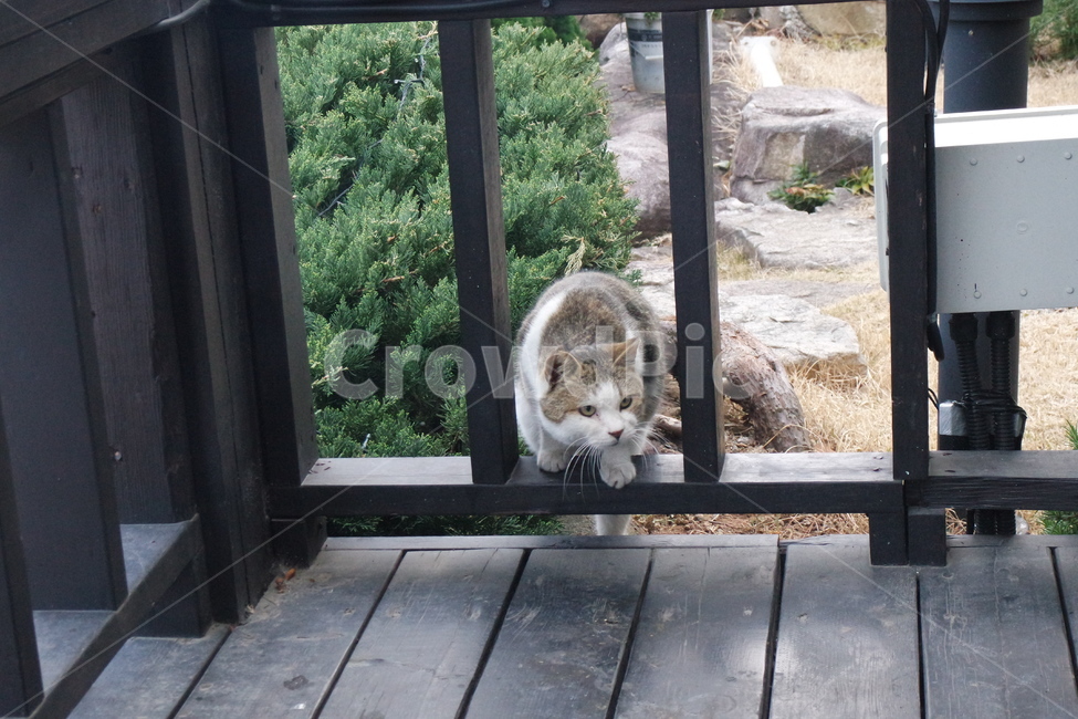 고양이,길고양이,cat,동물,점박이고양이,동물,animal,포유류,mammal,고양이,cat,kitten,kitty