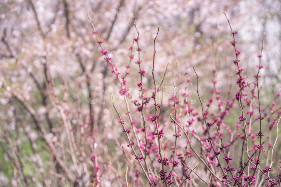 봄,나무,꽃나무,꽃봉오리,자주색,봄,계절,spring,season,식물,자연,plants,nature,꽃,flower,plant,blossom,petal,꽃잎