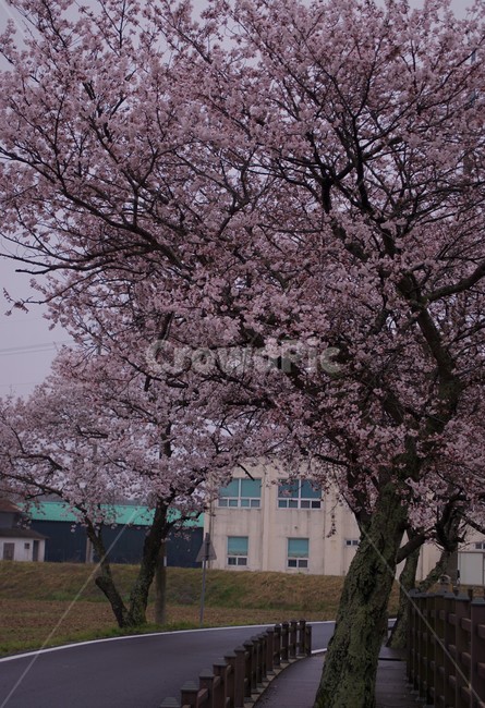 꽃,벚꽃,벚나무,나무,자연,식물,자연풍경,봄,spring,nature,trees,감성,분홍색,pink,길,풀,sky,하늘,건물,봄,계절,spring,season,plant