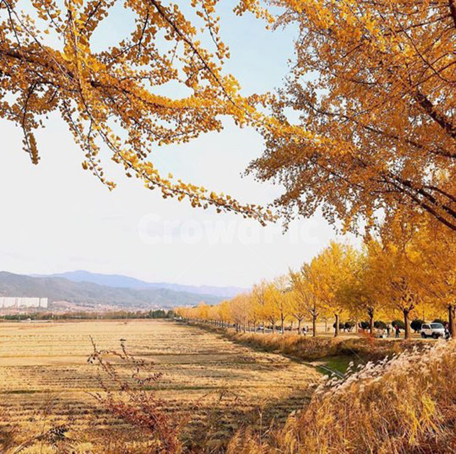 경주,통일전,단풍,은행,풍경,가을,계절,fall,autumn,season,tree,나무,plant,식물,tree trunk,나무 줄기