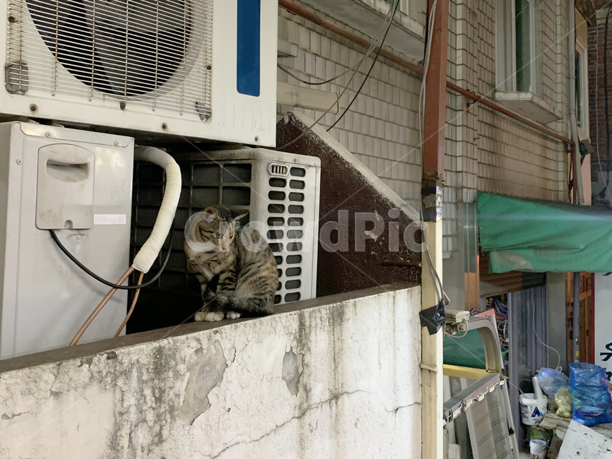 고양이,도시,동물,공사장,길고양이,동물,animal,포유류,mammal,고양이,cat,kitten,kitty