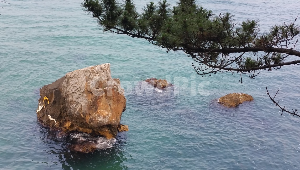 동해,삼척,바다,자연,nature,sea,소나무,에메랄드빛,돌,괴석,바다경치,풍경,강원도