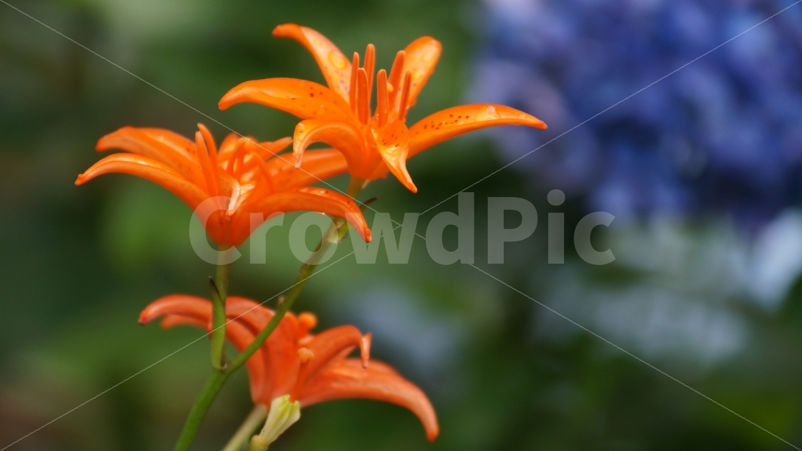 하늘말나리,야생화,꽃,꽃사진,하늘말나리꽃,식물,자연,plants,nature,꽃,flower