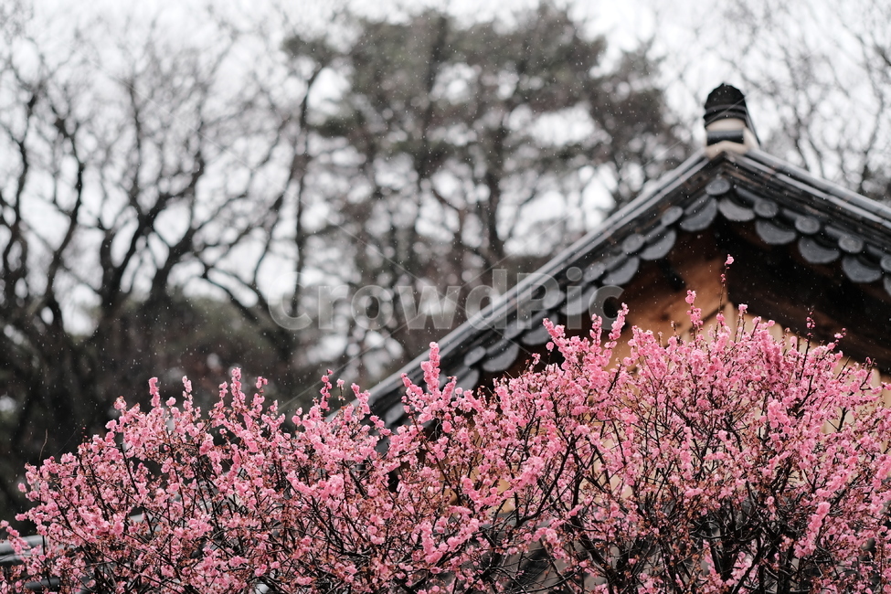 봄,꽃,벚꽃,spring,flower,봄꽃,rainyday,식물,plant,봄,계절,spring,season,한국전통,한국문화,korean traditional,korean culture,비,비오는날,rain,rainy,건축물,건물외관,exterior,building,structure,architecture,construction