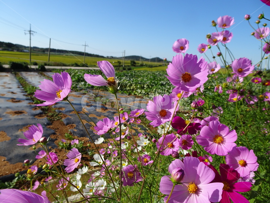 코스모스,꽃,가을,하늘,시골,자연,가을,계절,fall,autumn,season,식물,자연,plants,nature,꽃,flower,blossom,geranium,제라늄,plant