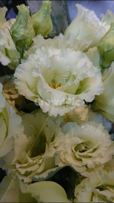 꽃,식물,흰꽃,리시안서스,봄꽃,여름,흰색,white,식물,자연,plants,nature,꽃,flower