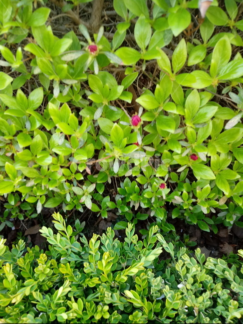 꽃,식물,flower,영산홍,잎,plant