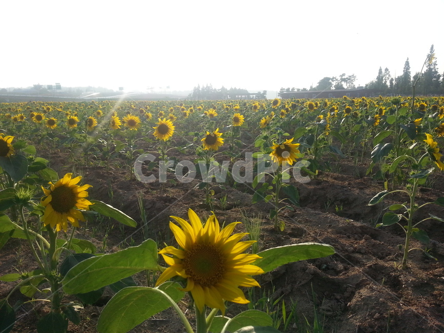 해바라기,풍경,자연,햇빛,포근함,따뜻함,sunflower,식물,자연,plants,nature,꽃,flower