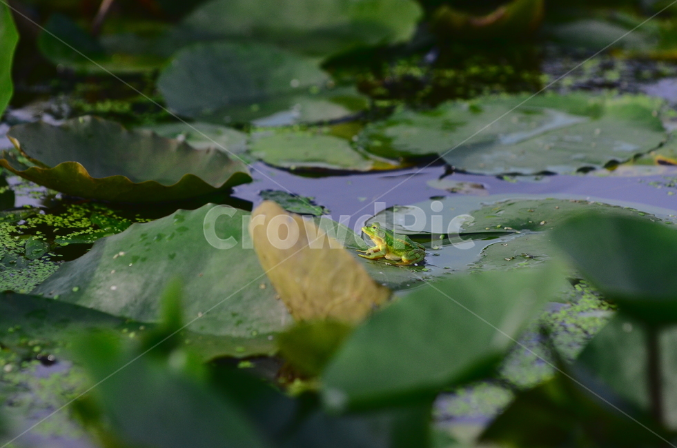 무척추동물,황금개구리,연못,연꽃,물,양서류,녹색,animal,동물,식물,plant,수영,장마,개구리,연잎,연,자연,감성,꽃잎,물방울,수련,습지,개구리밥,동물,animal,파충류,양서류,reptile,amphibian