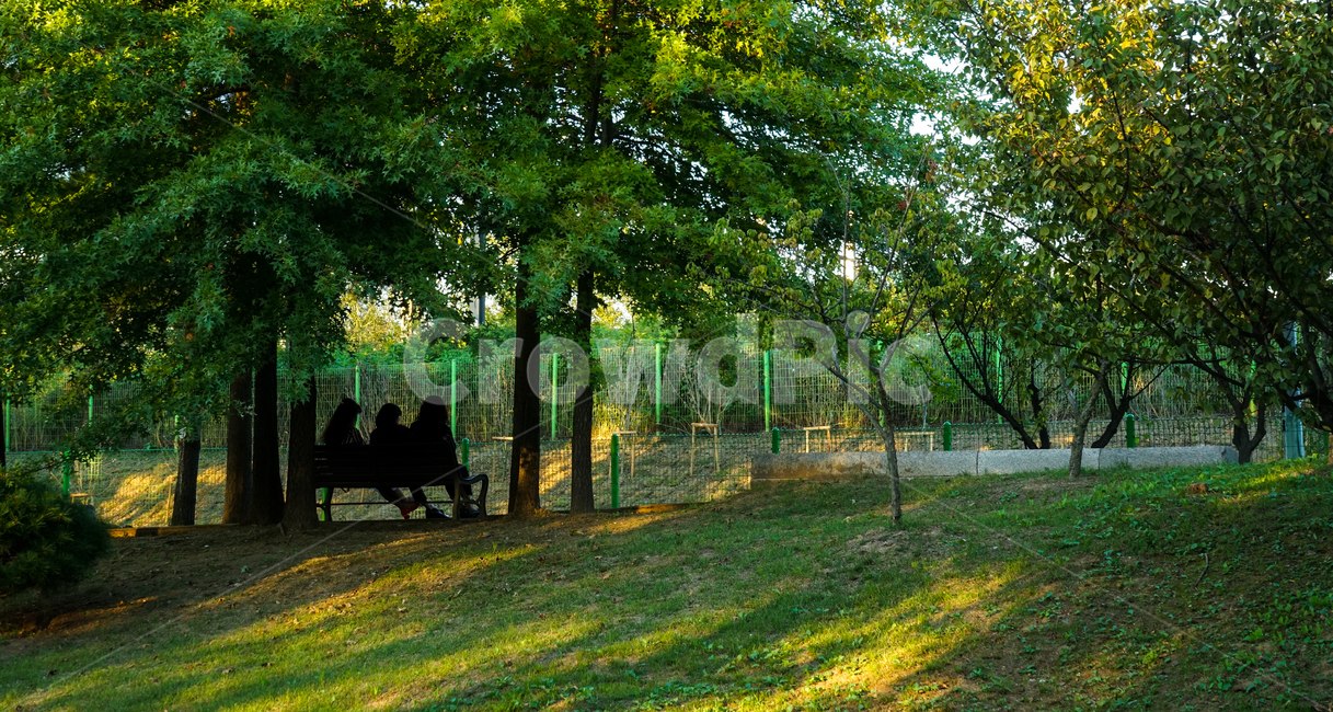 벤치,의자,공원,사람들,휴식,나무,숲,자연,풍경,nature,landscape,사람들,대중,군중,other people,crowd,여성,여자,woman,female,lady,tree,plant,식물