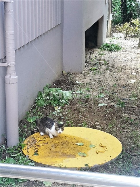 고양이,야옹이,길고양이,풍경,동물