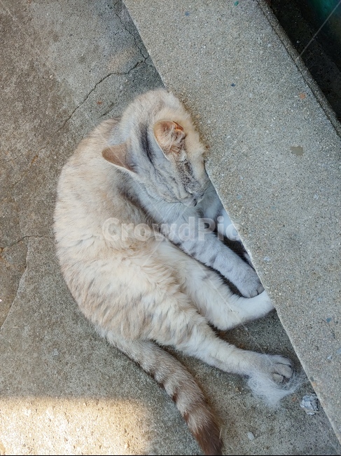 고개돌린,회피하는고양이,고양이,바라보는,기대어있는,귀를기울인,집고양이,동물,anima,cat,동물,animal,포유류,mammal,고양이,cat,kitten,kitty