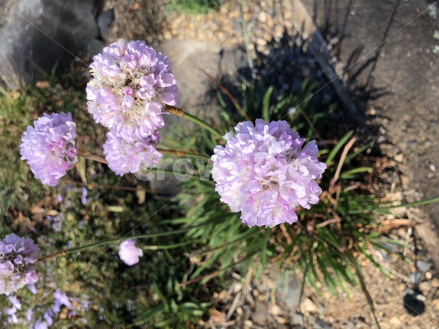 자연,plant,식물,flower,꽃