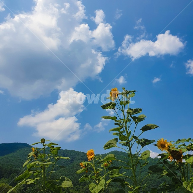nature,자연,구름,해바라기,여름