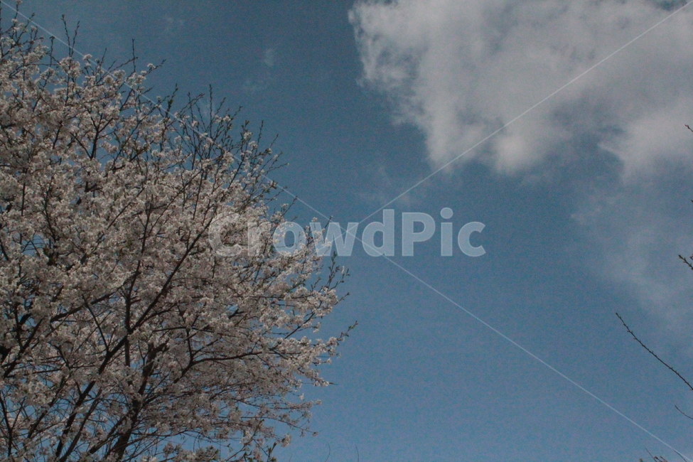 꽃,벚꽃,나무,flower,파란하늘,cherryblossom,구름,봄꽃,식물,자연,plants,nature,꽃,flower