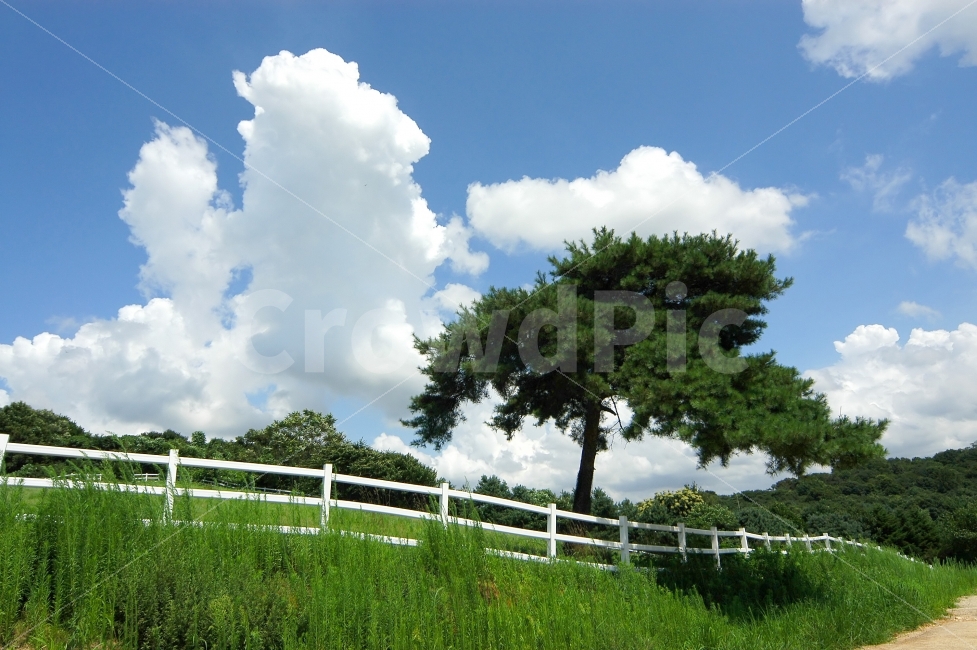 나무,소나무,목책,울타리,목장,하늘,구름,풍경,자연,풍경사진,자연,풍경,nature,landscape,outdoors,옥외,grassland,목초지,field,들