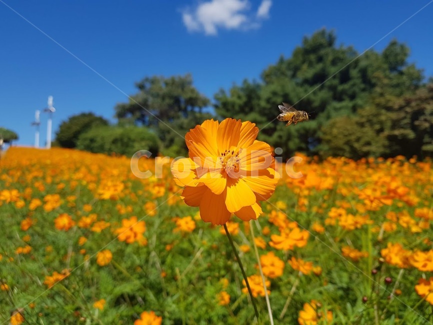 코스모스,벌,풍경,맑음,무리,꽃,flower,곤충,벌레,insect,bug