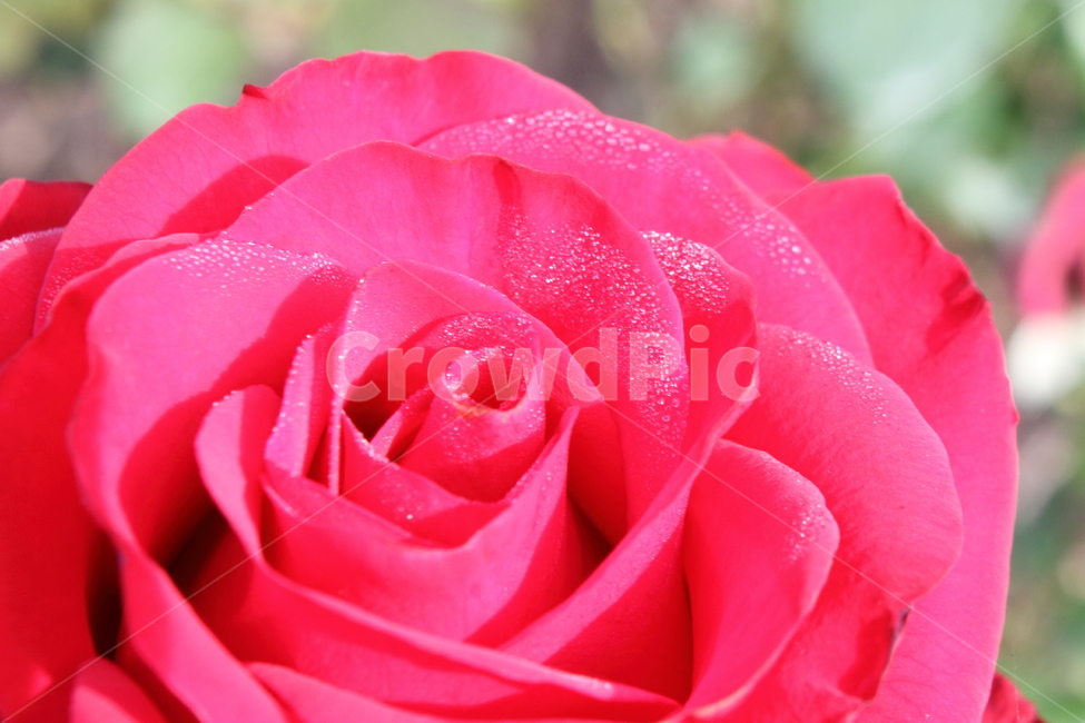 장미,꽃,식물,정원수,rose,식물,자연,plants,nature,꽃,flower
