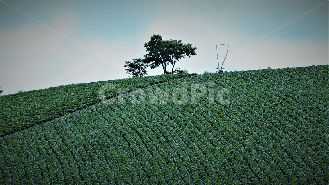 자연,옥외,field,느티나무,언덕