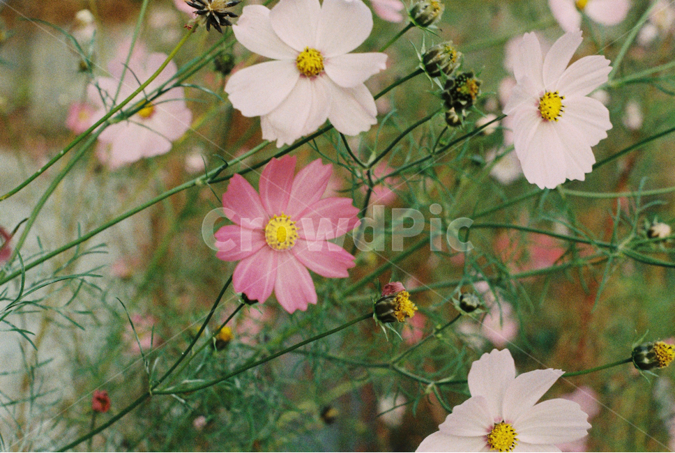 가을,코스모스,꽃,필름사진,계절,식물,자연,fall,plant,nature,autumn,season,film,가을,계절,fall,autumn,season,식물,자연,plants,nature,꽃,flower,감성,sensible,feeling,blossom,geranium,제라늄