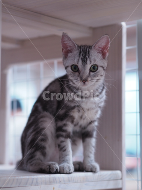 고양이,반려동물,반려묘,애묘,동물,애완동물,cat,kitty,animal,mammal,kitten,귀여움,집사,야옹이,냥,냥이,아메리칸숏헤어,아메숏,동물,animal,포유류,mammal,고양이,cat,kitten,kitty