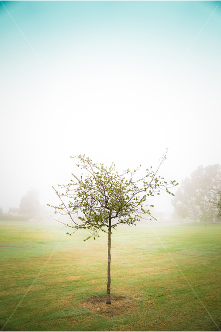 미국,켈리포니아,얼바인,안개,나무,자연,풍경,nature,landscape,식물,plants,나무,trees,wood,grass,잔디,plant,tree