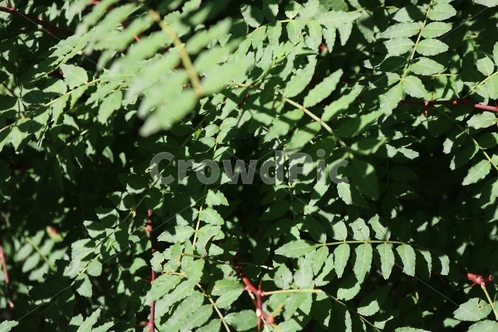 여름,자연,식물,햇빛,그림자,초록,감성,summer,natsu,nature,plants,shokubutsu,sunlight,hizashi,shadow,kage,green,midori,식물,자연,plants,nature