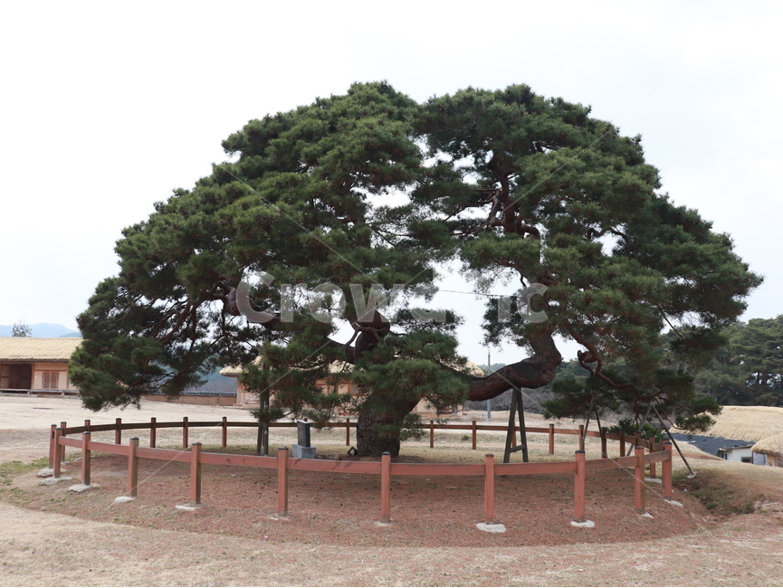거대한,광활한,보호수,안동,하회마을,거목,식물
