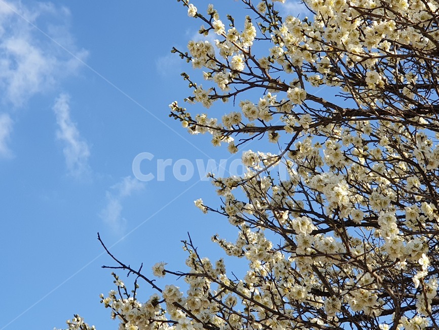 봄,봄꽃,매화,자연,꽃,봄,계절,spring,season,자연,풍경,nature,landscape,plant,식물,flower,cherry blossom,벚꽃,blossom