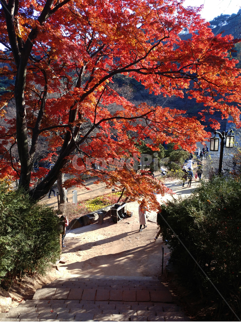 가을,산,절,산사,전등사,강화도,전통,한국,단풍,단풍나무,가을,계절,fall,autumn,season,사람들,대중,군중,other people,crowd,tree,나무,plant,식물,leaf,잎