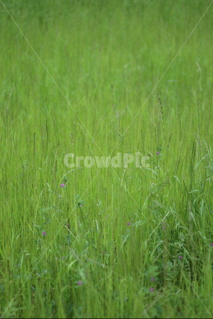 풀,잡초,초록,봄,흐림,식물,자연,plants,nature