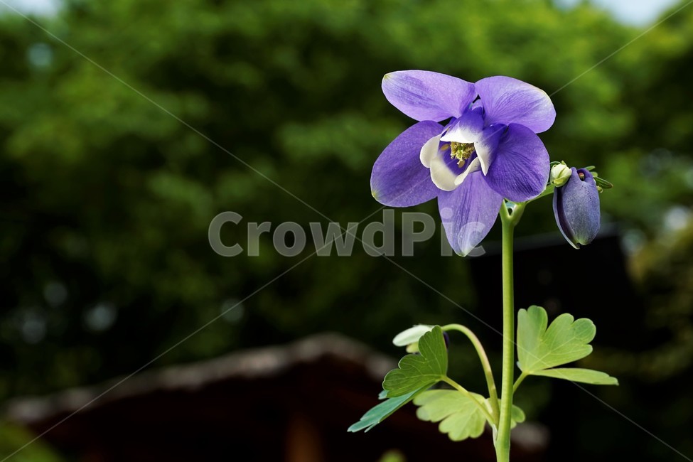 매발톱꽃,꽃,봄,만개,aquilegia,beforeflowering,bud,columbine,green,leaf,nature,plant,spring