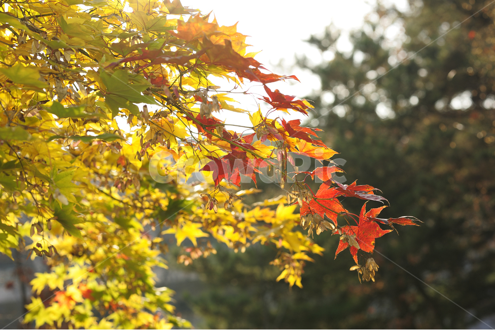 빨간색,나무,하늘,가을,단풍,거리,낙엽,fall,maple,street,노란색,풍경,가을,계절,fall,autumn,season,식물,자연,plants,nature,leaf,잎,plant,tree