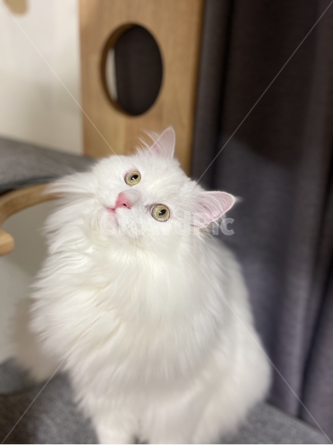 고양이,cat,animal,동물,pet,애완동물,반려묘,angora,터키쉬앙고라,캣타워,하얀고양이,핑크코,야옹이,동물,animal,포유류,mammal,고양이,cat,kitten,kitty
