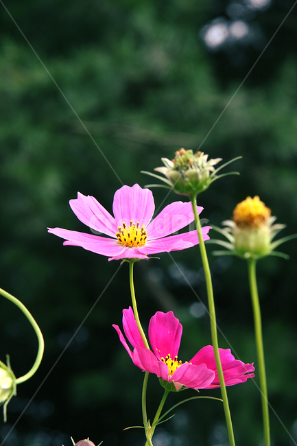 코스모스,가을,꽃,식물,계절,가을꽃,가을,계절,fall,autumn,season,식물,자연,plants,nature,꽃,flower,plant