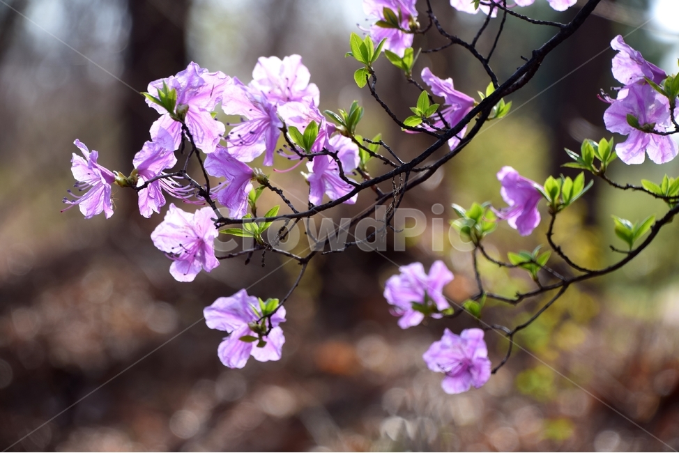 진달래,진달래꽃,연분홍진달래,봄꽃,봄,봄,계절,spring,season,식물,자연,plants,nature,꽃,flower,geranium,제라늄,blossom,plant