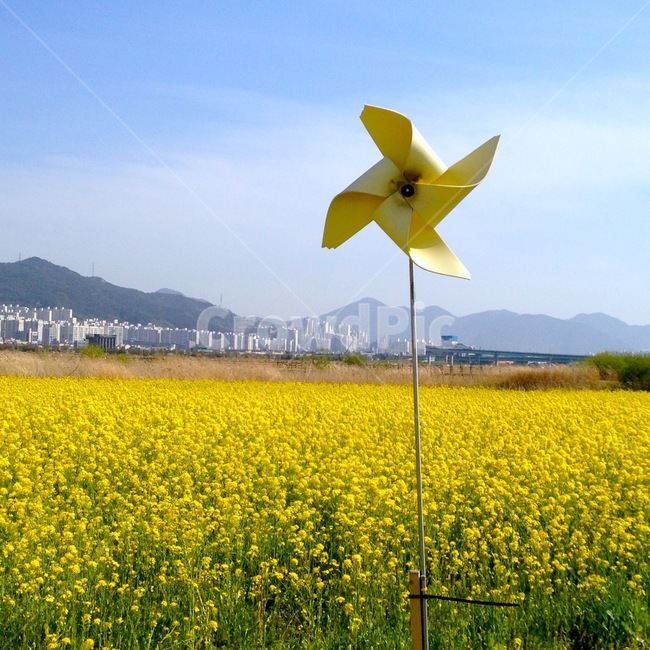 봄,유채꽃,바람개비,계절,풍경,spring,season,flower