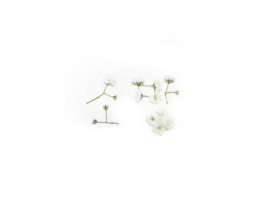 소망,꽃,꽃글씨,감성,순수,안개꽃