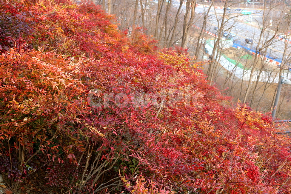 남천,나무,남천나무,식물,자연,열매,붉은열매,붉은나무,빨간색나무,매자나무과,떨기나무,남천촉,남천죽,공원,하늘공원,산책로,풍경,겨울,잎,나뭇잎