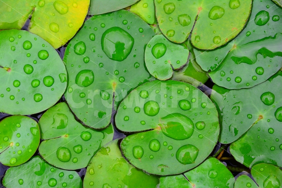 수련,이슬,물방울,빗물,꽃,수생식물,반사,투명,물,water,sns,ebook,feeling,plant,시안,디자인,사보,카다로그,마케팅,잡지,편집,출판,책자,서적,모바일,웹,전단,콘텐츠,식물,연꽃,여름,시즌,계절,순수,초록,그린,녹색,green,clear,clean,싱그러운,자연,식물,자연,plants,nature