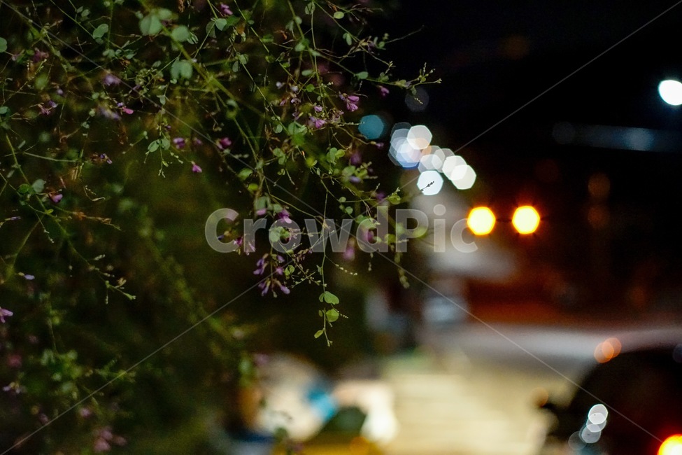 밤,감성,꽃,꽃잎,emotion,가로등,불빛,night,야경,밤,풍경,nightscape,night,landscape,식물,자연,plants,nature,꽃,flower