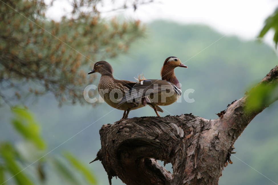 원앙,부부,천연기념물,조류,새,동물,animal,조류,새,birds