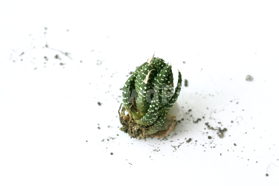 cacti,cactus,closeup,green,highview,macro,natural,plant,soil,succulents,white,식물,자연,흙,다육이,선인장,다육식물,녹색,그린,흰배경,탑앵글,탑뷰,뿌리,모래,식물,자연,plants,nature