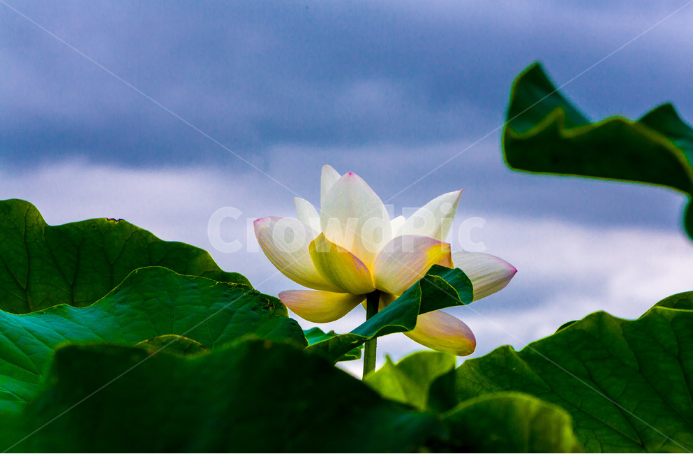 하늘,연꽃,연잎,문양,무늬,식물,자연,plants,nature,꽃,flower