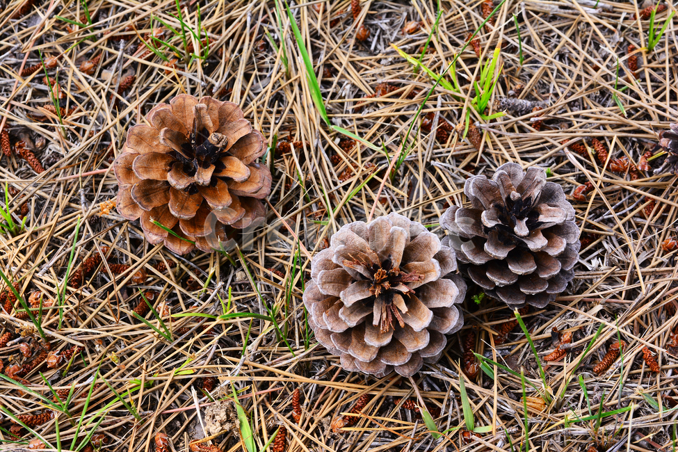 솔방울,열매,소나무,나무열매,씨앗,식물,파인트리,pinecone,땅,대지,바닥,지면,솔잎,결실,바탕,배경,백그라운드,outdoor,seed,패턴,plant,땅바닥,야외,옥외,자연,natural,가을배경,가을,계절,fall,autumn,season