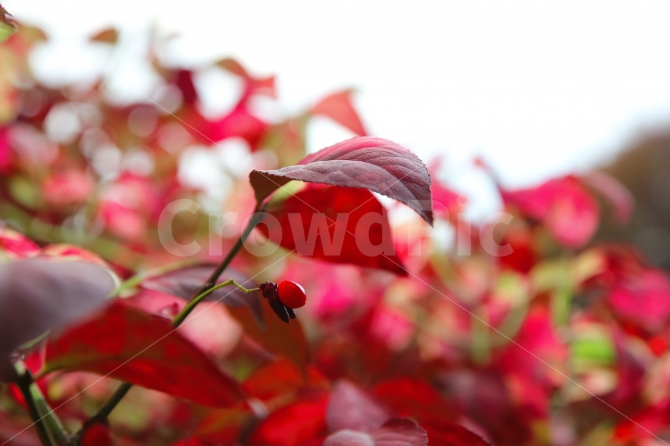 낙엽,열매,가을,힐링,열정,가을,계절,fall,autumn,season,식물,자연,plants,nature,과일,열매,fruit,leaf,잎,plant