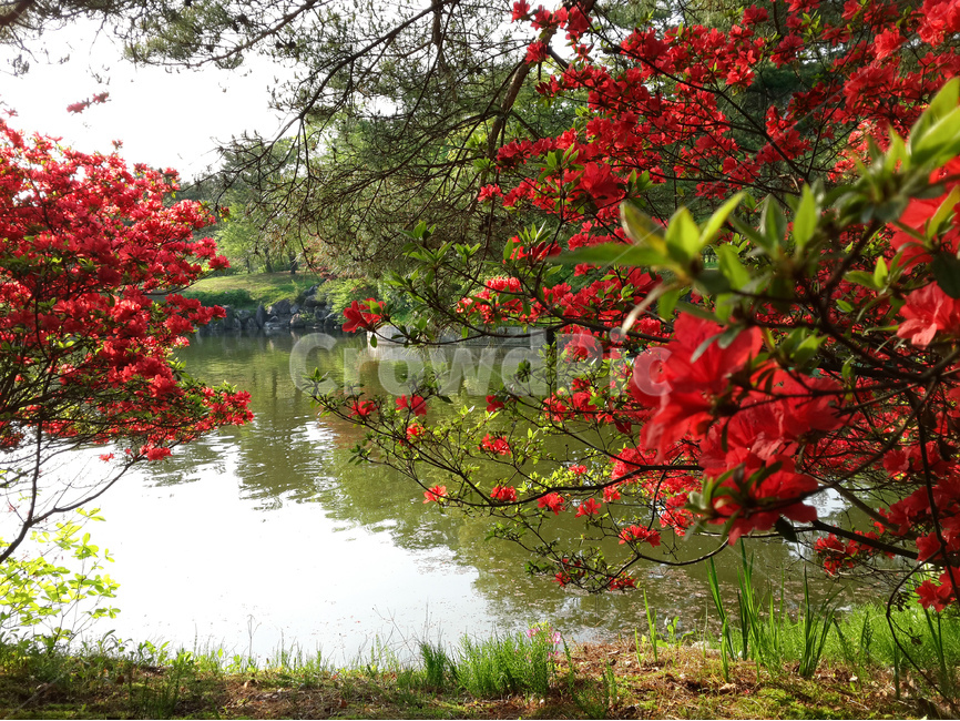 현충사,연못,영산홍,꽃,풍경,봄,봄,계절,spring,season,자연,풍경,nature,landscape,식물,plants,꽃,flower,plant,tree,나무,leaf,잎