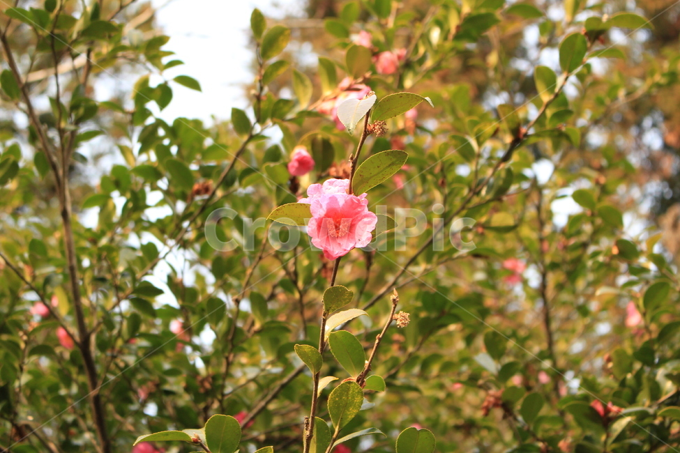 제주,봄,정원,자연,꽃,핑크색,flowers,나무,하늘