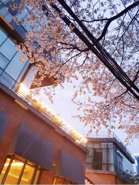 하늘,벚꽃,야간,조명,불빛,분홍,건물,주황,감성,따뜻함,야경,봄,계절,spring,season,야경,밤,풍경,nightscape,night,landscape,plant,식물,flower,꽃,blossom,cherry blossom